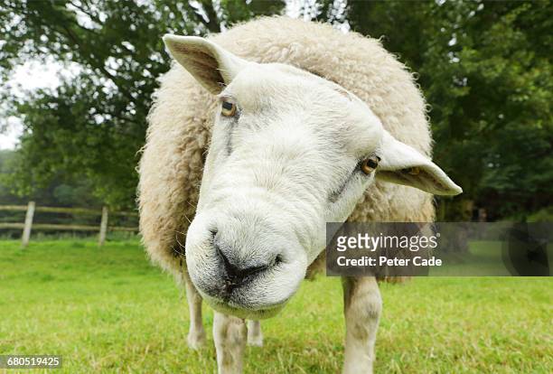 sheep in field looking at camera - sheep stock pictures, royalty-free photos & images