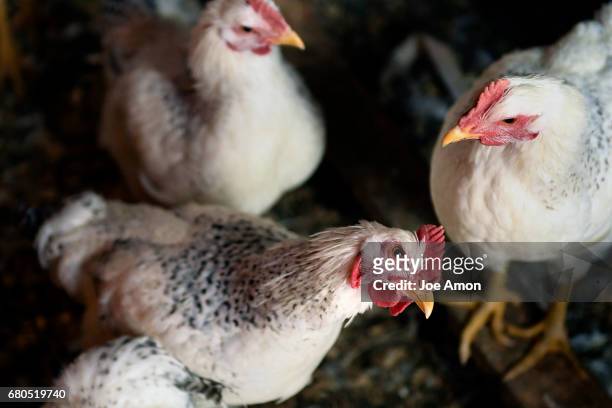 Chickens that are part of a feed experiment in the hen house of Chef Eric Skokan owner of two restaurants in Boulder, the Black Cat and Bramble &...