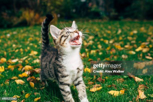 tortoiseshell kitten takes first steps outdoors. - meowing bildbanksfoton och bilder