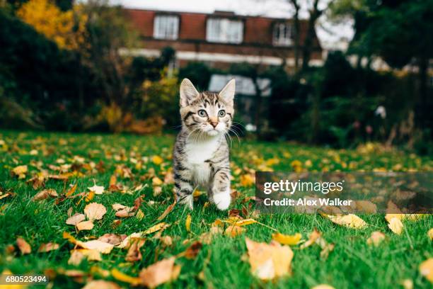 tortoiseshell kitten takes first steps outdoors. - kitten stock pictures, royalty-free photos & images