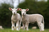 Pair of Cute Lambs looking at camera stood in field