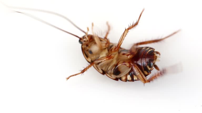 Prawn Cockroach Insect White Cockroaches Videos and HD Footage - Getty Images