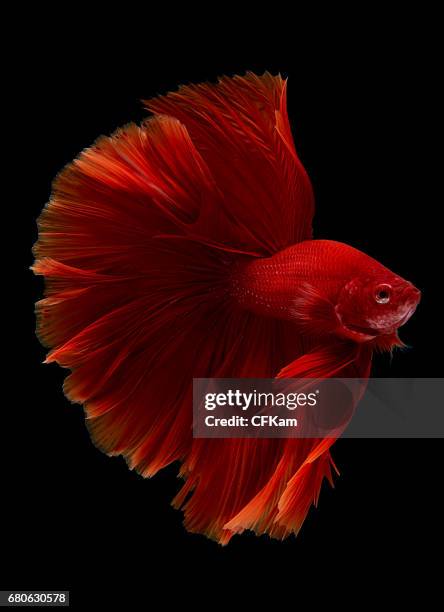 238 Fish Warrior Stock Photos, High-Res Pictures, and Images - Getty Images