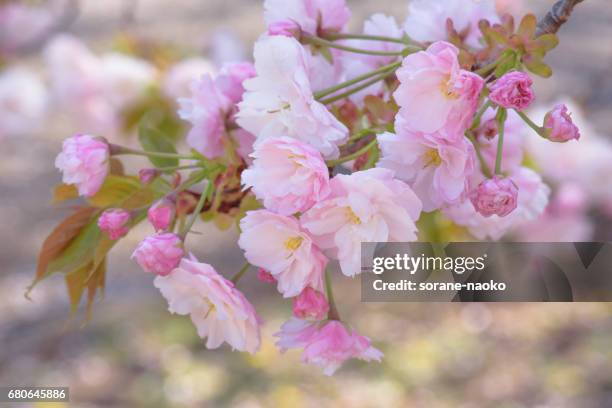"ichiyo" flowering cherry - 枝 stockfoto's en -beelden