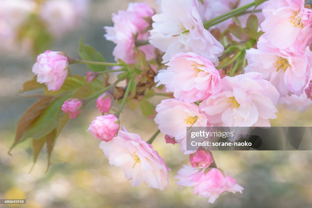 "Ichiyo" Flowering Cherry