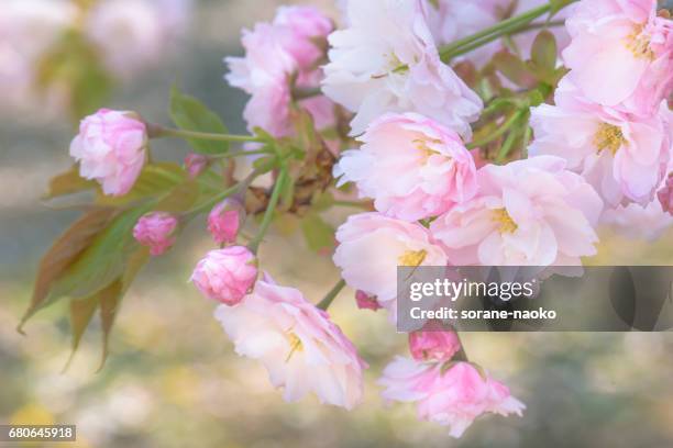 "ichiyo" flowering cherry - 茎 stock pictures, royalty-free photos & images