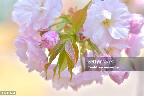 "ichiyo" flowering cherry - 2017年 - fotografias e filmes do acervo