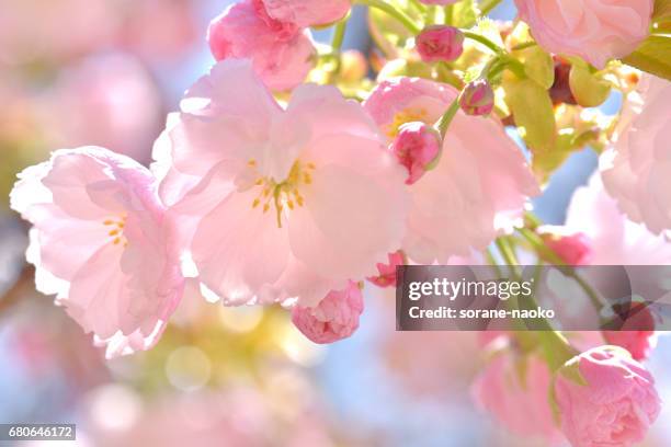"ichiyo" flowering cherry - 2017年 - fotografias e filmes do acervo