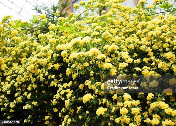 flower of banksia rose - banksia stock pictures, royalty-free photos & images