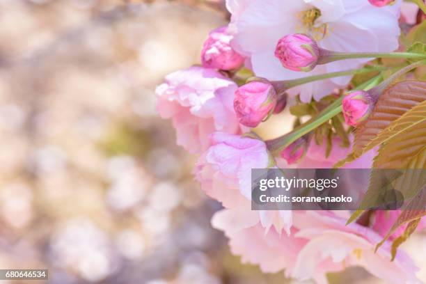 "ichiyo" flowering cherry - 2017年 stockfoto's en -beelden