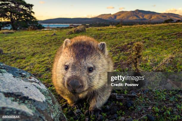 wombat at lesueur point with mt mt maria at the background. maria island, tasmania - wombat stock-fotos und bilder