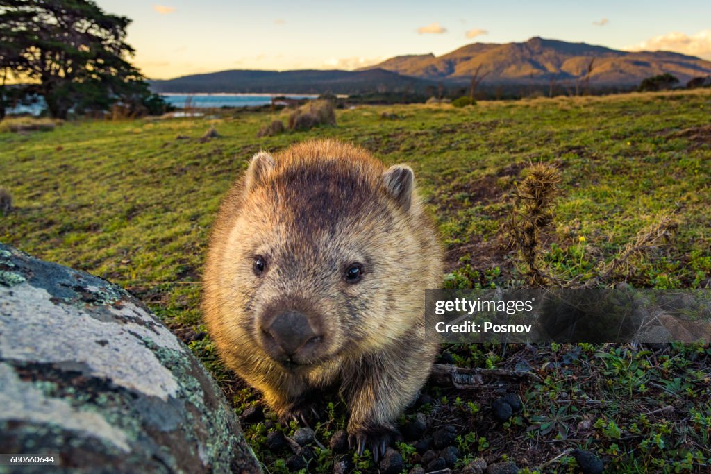 Wombat at Lesueur Point with mt mt Maria at the background. Maria Island, Tasmania