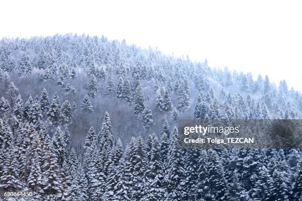 sneeuw in de winter landschap - abant turkey stockfoto's en -beelden