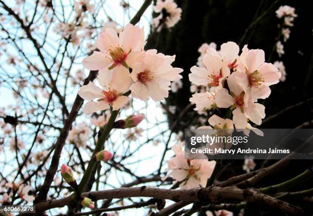 close-up of almond tree blossoms - crecimiento stock-fotos und bilder