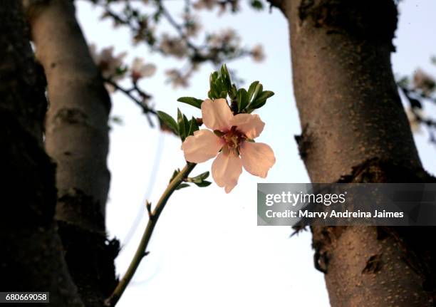 close-up of almond tree blossoms - almendro stock-fotos und bilder