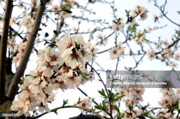 close-up of almond tree blossoms - luz del sol stock pictures, royalty-free photos & images