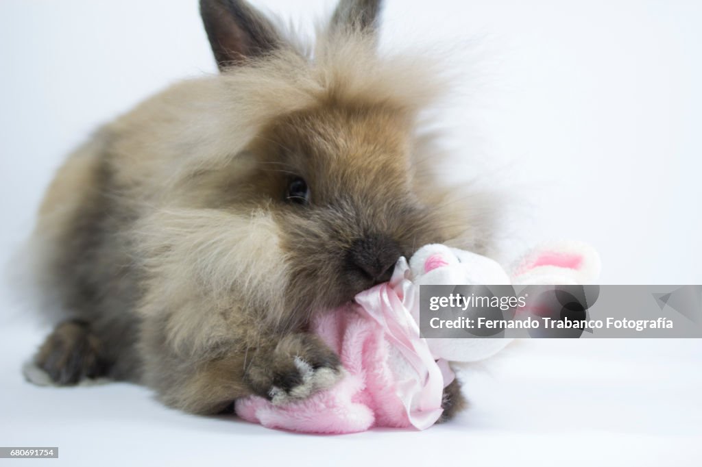 Furry Dwarf Rabbit plays, kiss and hugs a bunny-shaped rag doll and adopts his son