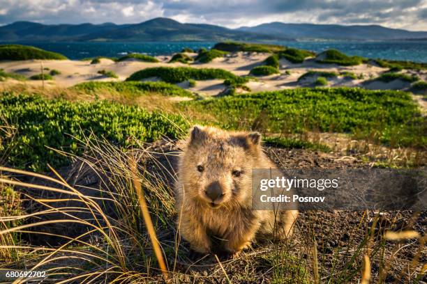 wombat at lesueur point. maria island, tasmania - tasmania stock pictures, royalty-free photos & images