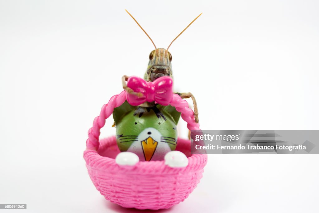 Insect grasshopper hidden behind a basket with a kitten