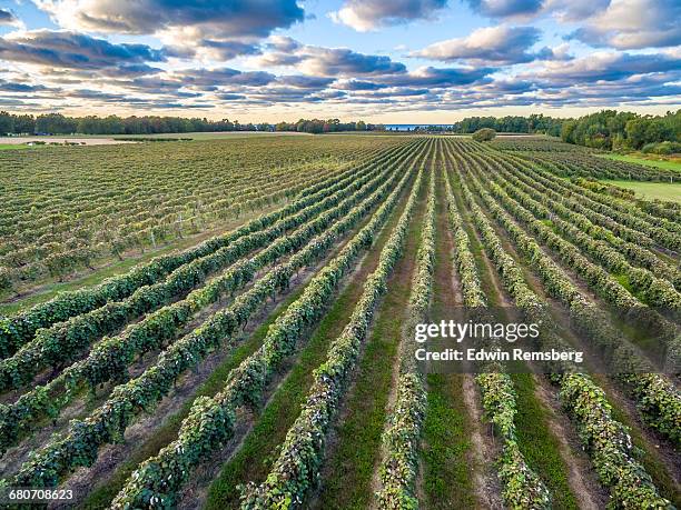 grape vine lines - erie pennsylvania fotografías e imágenes de stock