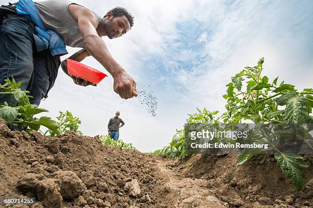 male worker spreading fertilizer - fertilizer stock pictures, royalty-free photos & images