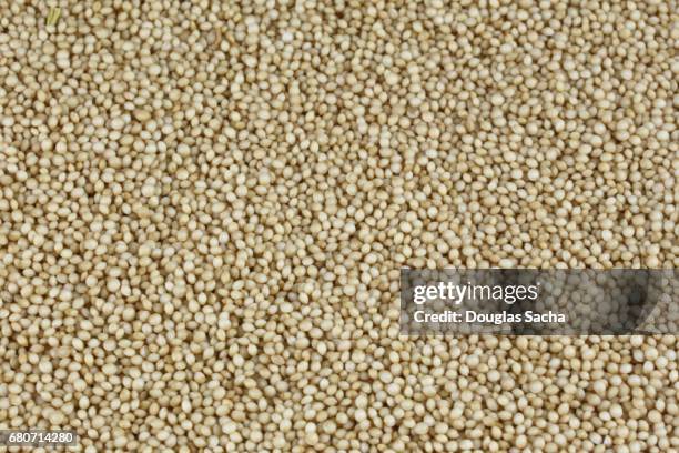 full frame of amaranth grain (amaranthus cruentus) - hefe stock-fotos und bilder