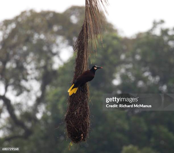 baudó oropendola (psarocolius cassini) in rainforest of bahia solano. - wildlife colombia stock-fotos und bilder