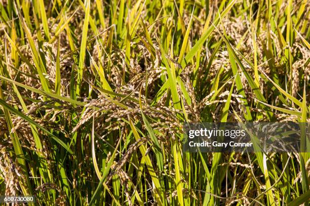 Mon Rice Stalks 160 Japanese Rice Stalks Stock Photos, High-Res Pictures, and Images ...