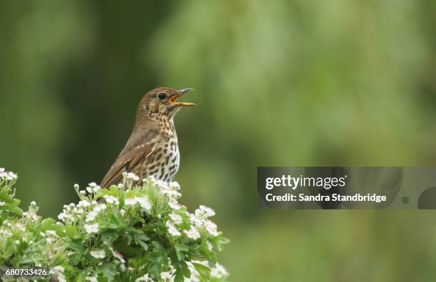 a song thrush (turdus philomelos) singing perched on the top of a flowering hawthorn bush. - singdrossel stock-fotos und bilder