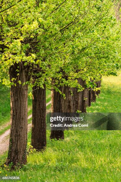 Elm Tree Rows 151 Field Elm Tree Stock Photos, High-Res Pictures, and Images - Getty ...