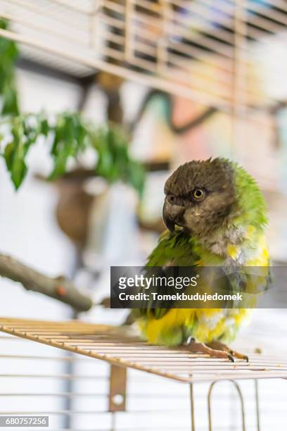 parrot - variable schärfentiefe fotografías e imágenes de stock