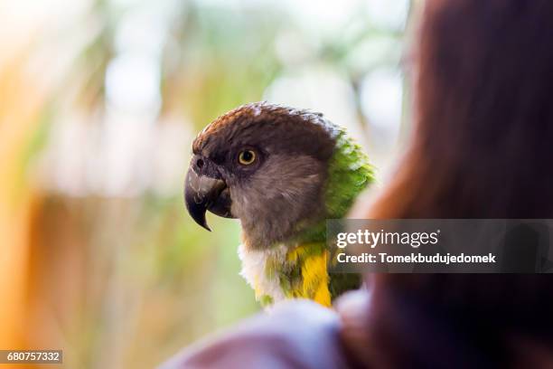 parrot - einzelnes tier stock pictures, royalty-free photos & images