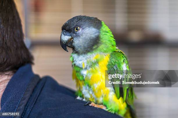 parrot - haustierbesitzer fotografías e imágenes de stock