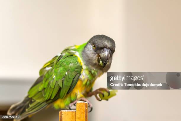parrot - variable schärfentiefe - fotografias e filmes do acervo