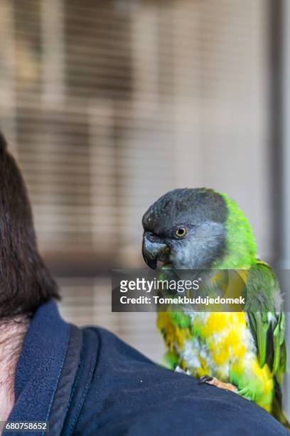 parrot - haustierbesitzer photos et images de collection
