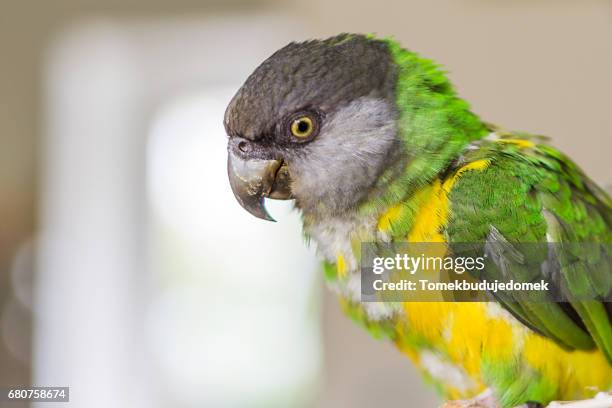 parrot - variable schärfentiefe fotografías e imágenes de stock