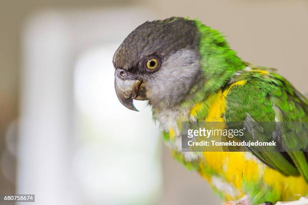 parrot - haustier stock pictures, royalty-free photos & images