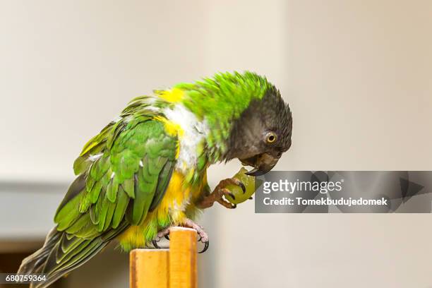 parrot - traube - fotografias e filmes do acervo