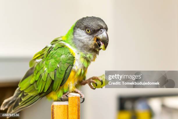 parrot - bildhintergrund stock pictures, royalty-free photos & images