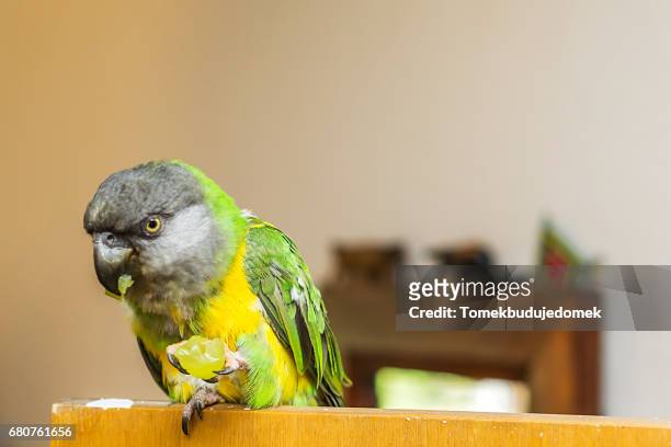 parrot - einzelnes tier photos et images de collection