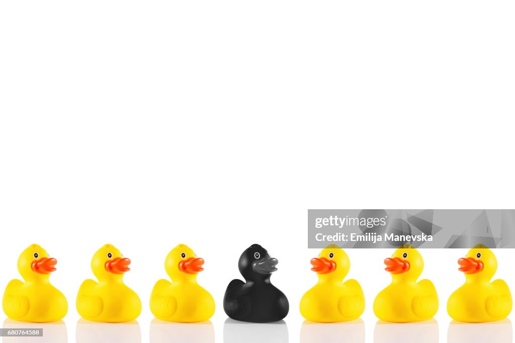 Singled Out. Plastic yellow and Black duck, standing out from the crowd