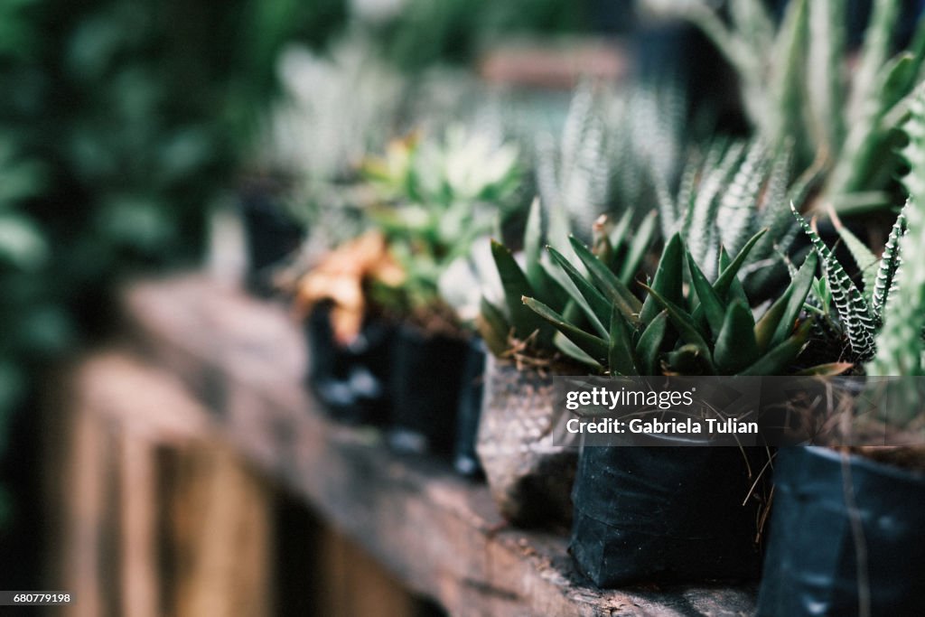 Rustic table with many cactus for sell