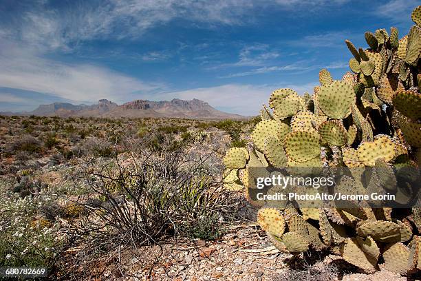 scenic desert landscape, big bend national park, texas, usa - chihuahua desert stock pictures, royalty-free photos & images