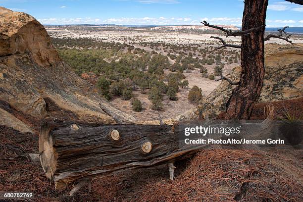 fallen tree trunk overlooking arid landscape in new mexico, usa - chicot arbre photos et images de collection