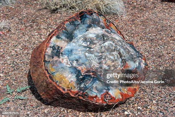 petrified wood - versteend hout stockfoto's en -beelden