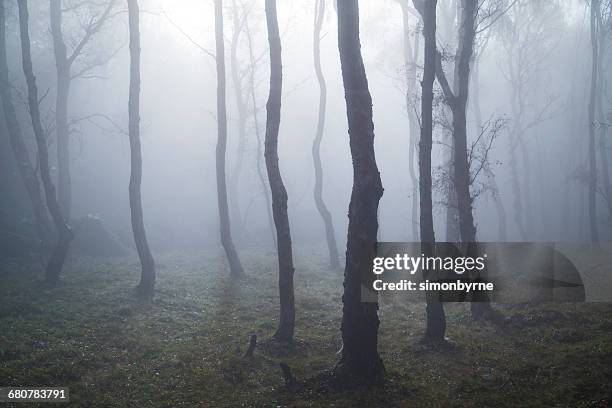 misty woodland, bolehill quarry, peak district, england, uk - spooky forest stock pictures, royalty-free photos & images