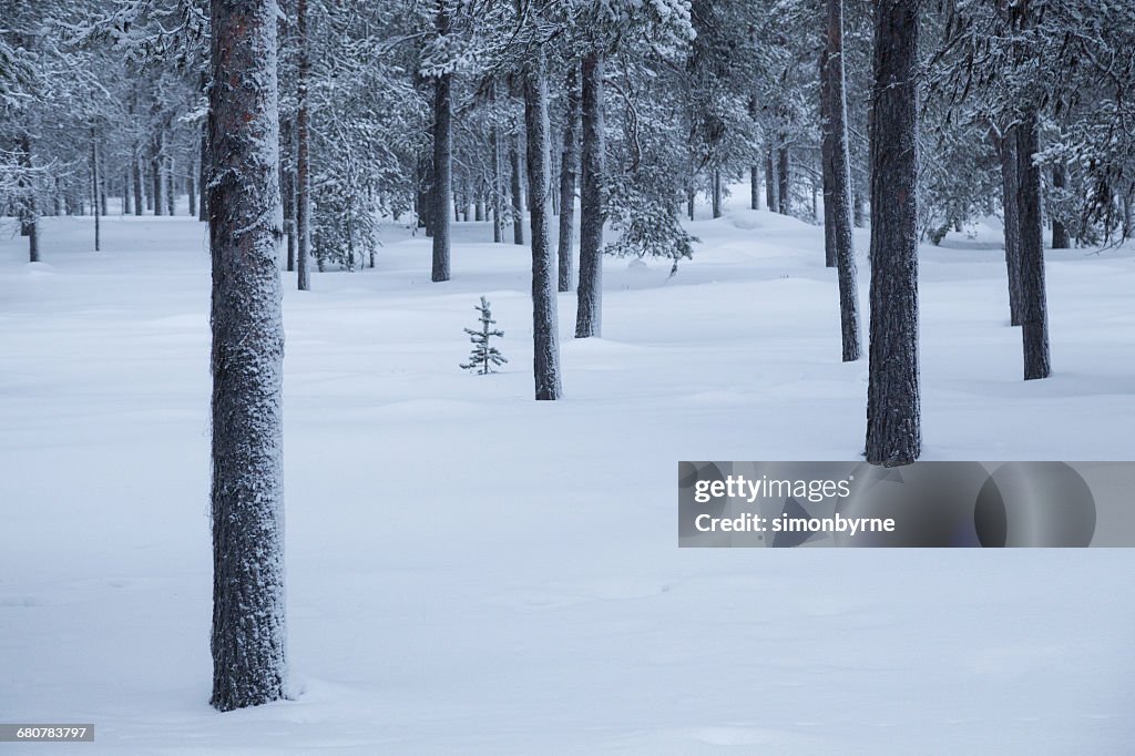 Taiga forest in snow, Finland