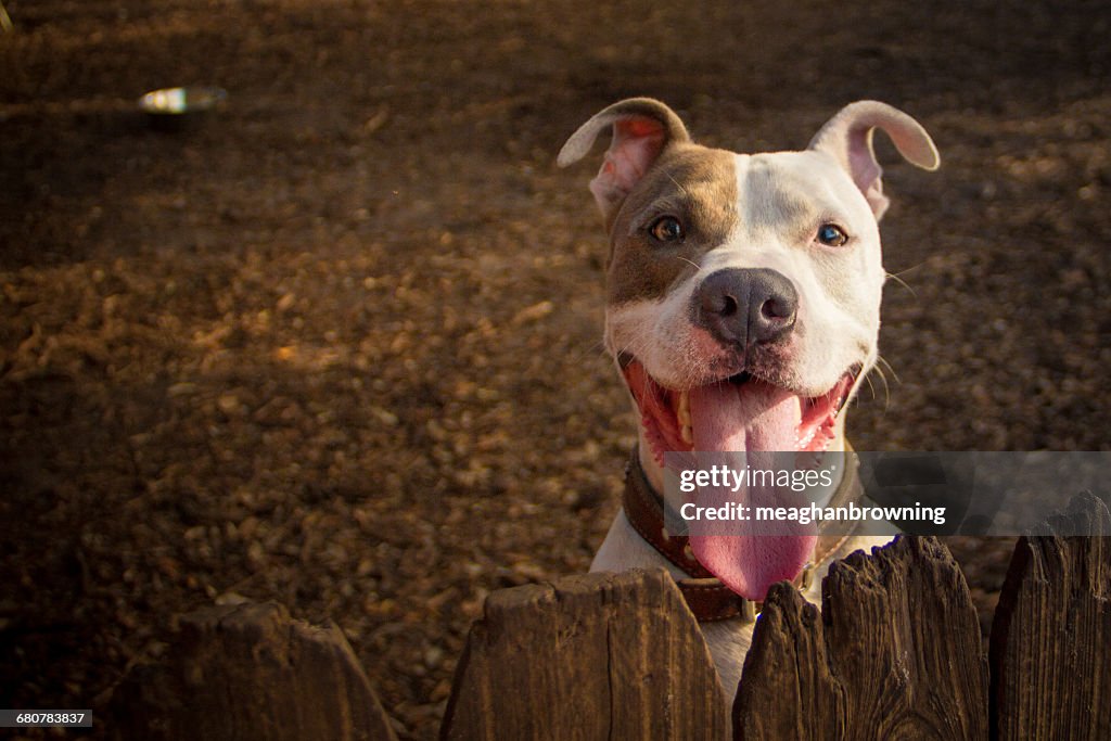 Portrait of a pit bull terrier dog with mouth open
