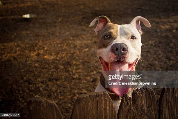 portrait of a pit bull terrier dog with mouth open - pit bull stockfoto's en -beelden