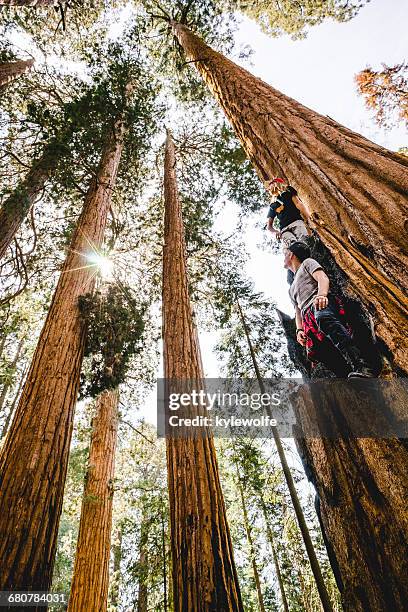 two boys climbing giant sequoia trees, sequoia national forest, california, america, usa - giant sequoia stock-fotos und bilder